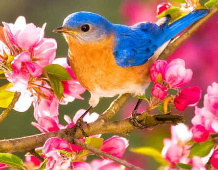 Bluebird perched on branch of tree with pink blossoms