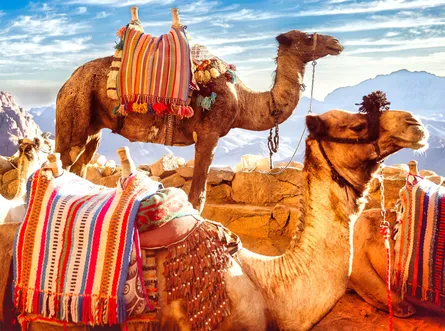Colorful camels, sand, mountains, clear sky