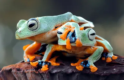 Colorful frogs on rock