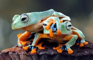Colorful frogs on rock