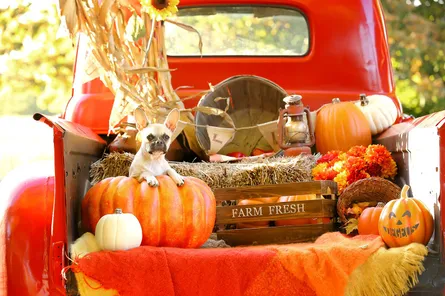 Vintage truck with fall decorations