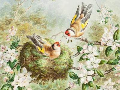 Two birds on nest