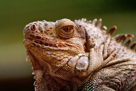 Giant reptile in photo