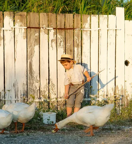 Little Boy Feeding Ducks