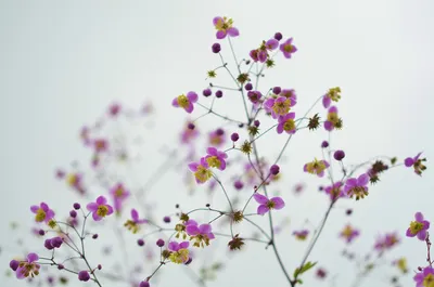 Flower in motion