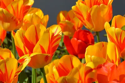 Bright yellow tulips