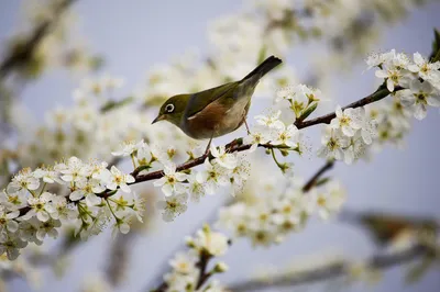 Bird perched on tree branch