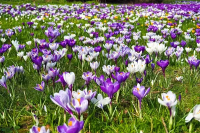 Purple flowers in field