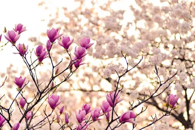 Blossom tree in bloom