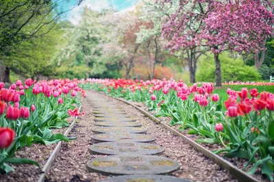 Beautiful spring scene