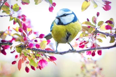 Small blue and yellow bird in tree