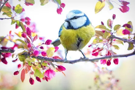 Small blue and yellow bird in tree