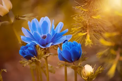 Colorful flowers in sunlight
