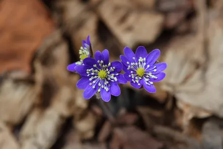 Blue flowers in leaves