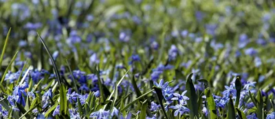 Blue wildflowers blooming in a field