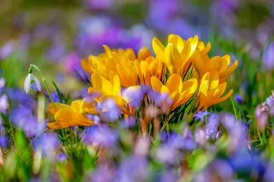 Daffodils in field