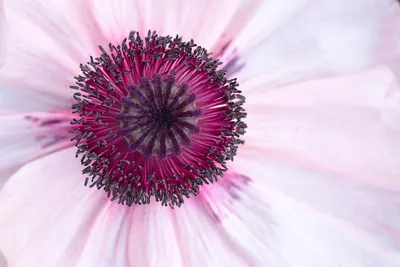 Close up of flower