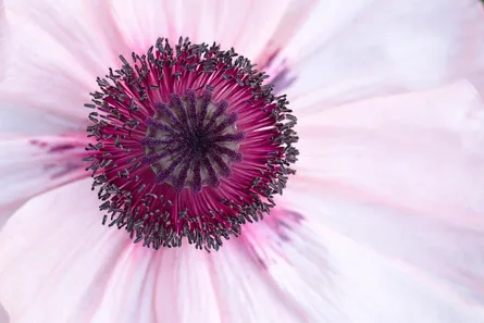 Close up of flower
