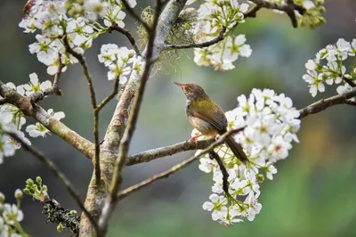 Bird on blossom tree