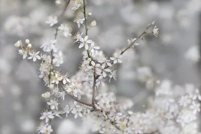 Flower branch