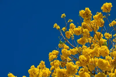 Yellow flowers on tree