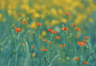 Colorful poppies field
