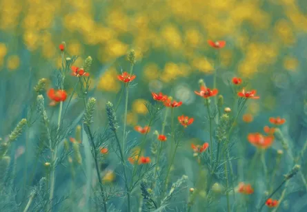 Colorful poppies field