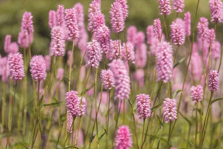 Pink wildflowers