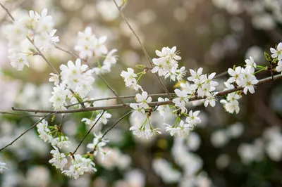 Blurred flowering tree