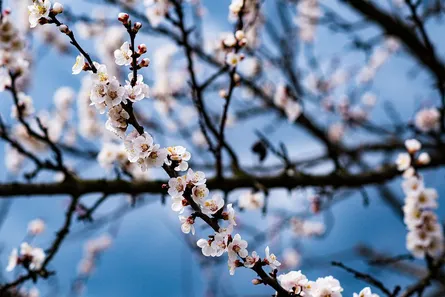 Pretty tree branch with flowers