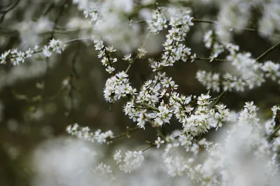 White flowers on tree
