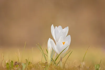 White flower in grass