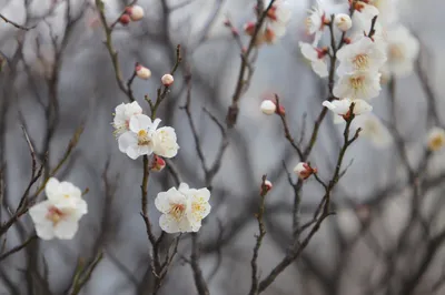 White flowers on branches