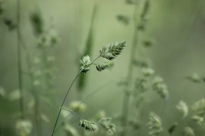 Blurred plants in foreground