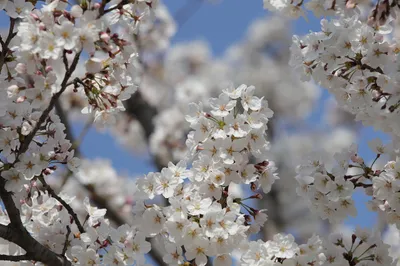 Tree full of blooming flowers