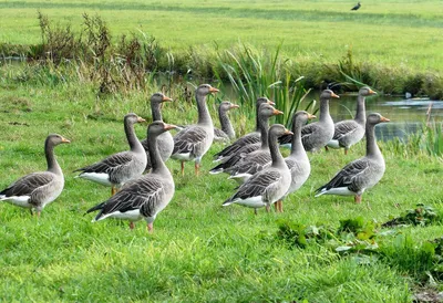 Geese in field