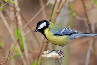 Yellow and black bird on branch
