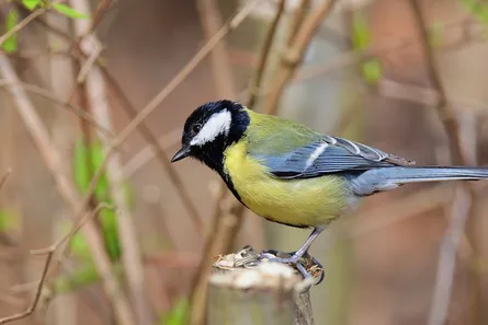 Yellow and black bird on branch