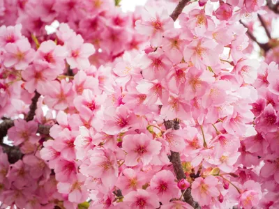 Beautiful pink blossoms