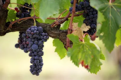 Grapes growing on vine