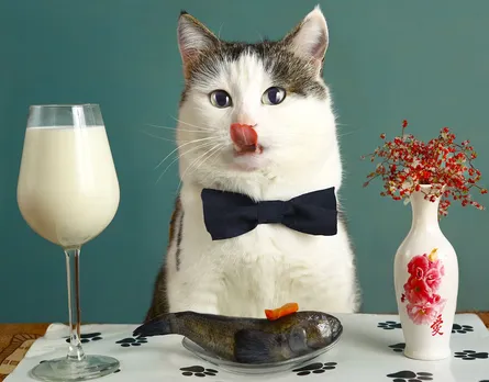 Cat with tuxedo and glass of milk on table