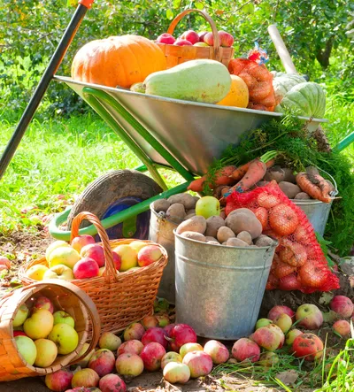 Harvest Bounty