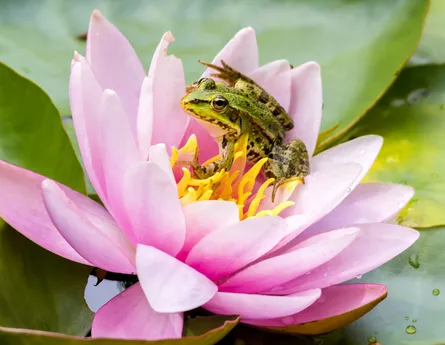 Frog and lotus 122 040