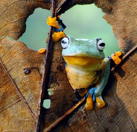 A frog on leaves