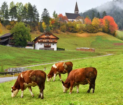 Beautiful Country Pasture