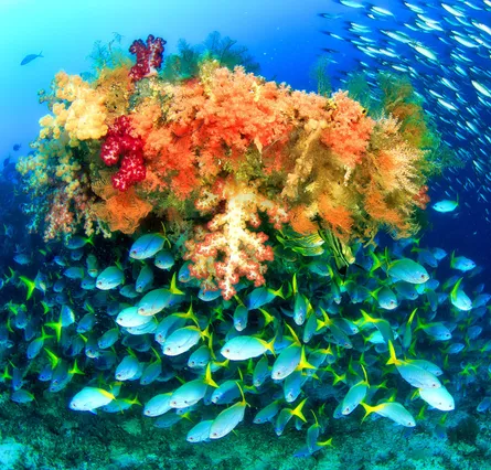 Underwater marine life