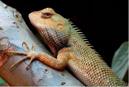 Green lizard on branch