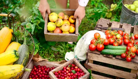 Garden produce 682 320