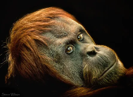 Gazing orangutan 122 047