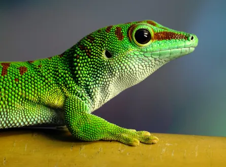 Colorful lizard on branch